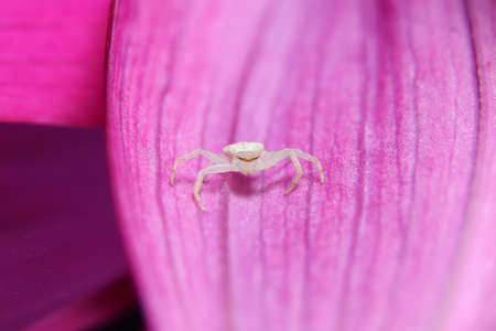 beautiful white Crab Spider eyeの写真素材
