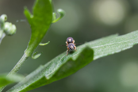 Hoverflies in the Mood on a leaf