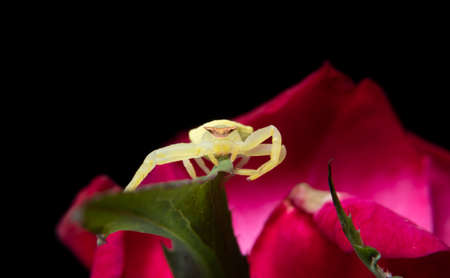 Green Crab Spider on a red roseの写真素材