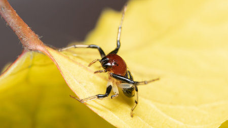Yellow stripe Crab Spider on a yellow leaf