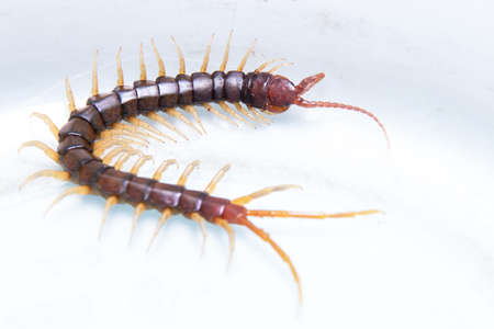 Common Indian Centipede on white backdrop stock photoの写真素材
