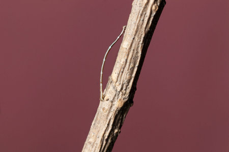 Geometrid caterpillar walking on a dry Branch stock photo