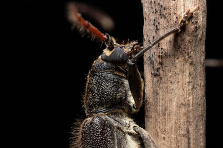 Longhorn Beetle eye closeup stock photo
