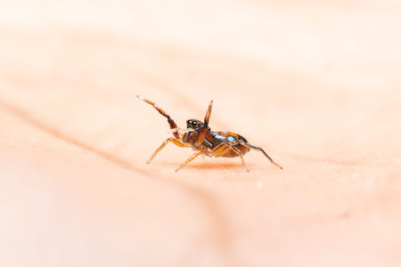 beautiful Metallic Jumping spider on a blue flower showing threat posture