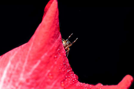 The Metallic Jumping spider on a matchstickの写真素材