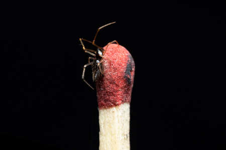 The Metallic Jumping spider on a matchstickの写真素材