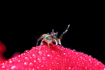 The Metallic Jumping spider on a matchstickの写真素材