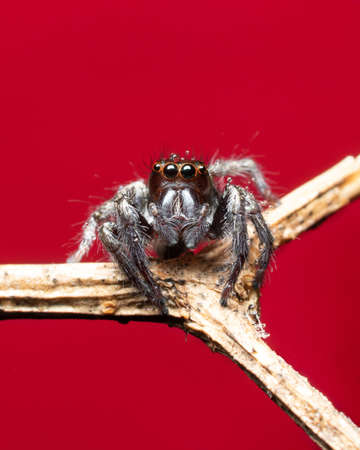 The Metallic Jumping spider on a matchstickの写真素材