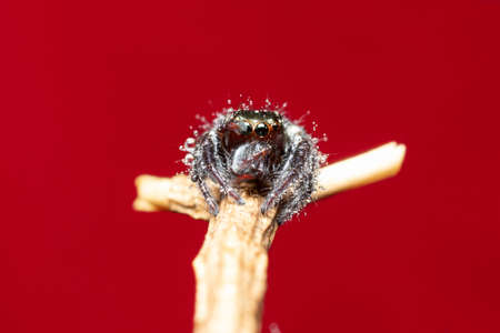 The Metallic Jumping spider on a matchstickの写真素材