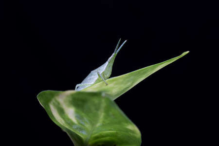 The Metallic Jumping spider on a matchstickの写真素材