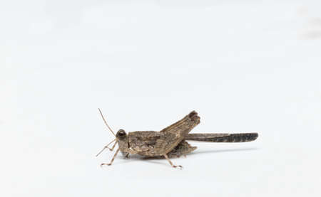 small beautiful grasshopper side view closeup in white background stock photoの写真素材