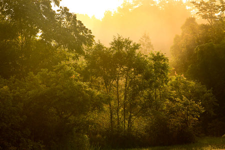 wildlifeの写真素材