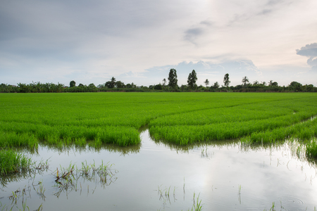 Rice field at sunsetの写真素材