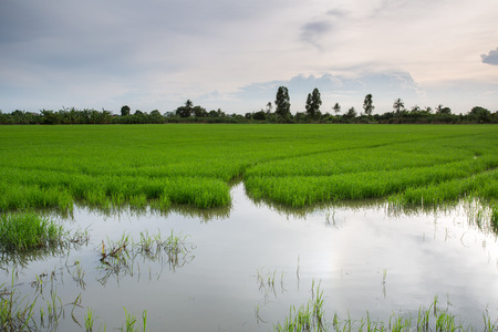 Rice field at sunsetの写真素材