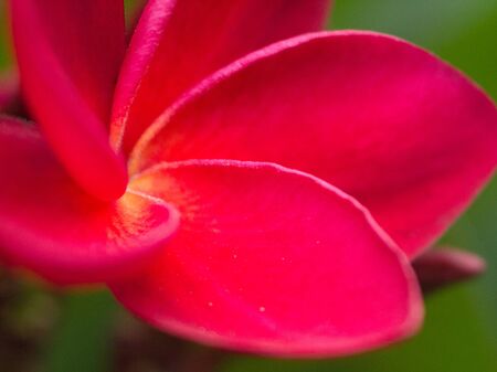 Frangipani flowerの写真素材