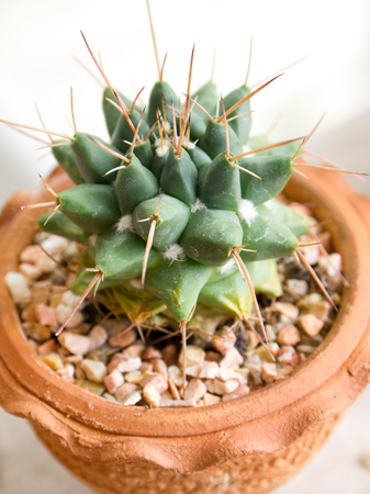 The cactusの写真素材