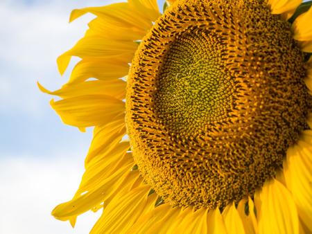 Sunflowers blooming against a bright skyの写真素材