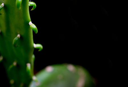 Green cactus on a black background.の写真素材