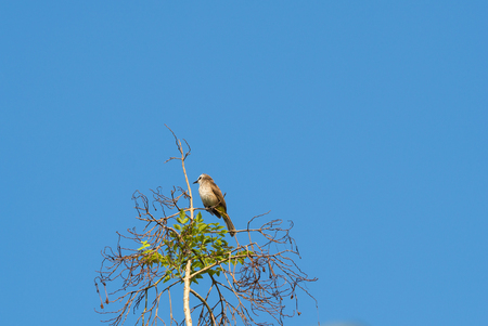 A little bird is on a branch. With green leaves aroundの写真素材