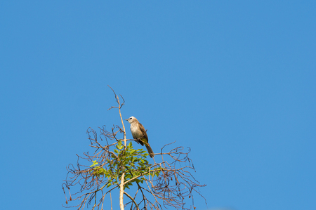 A little bird is on a branch. With green leaves aroundの写真素材