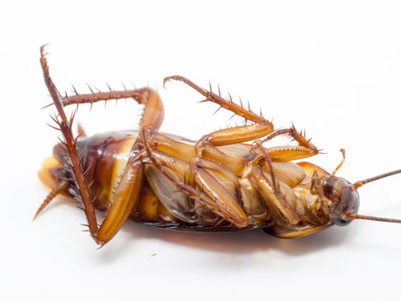 Closeup cockroach show details all of body on a white background (ISOLATED).  Cockroaches are...