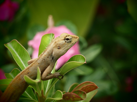 The chameleon is on a green branch. The back has pink flowers. The chameleon body shows a beautiful pattern.の写真素材