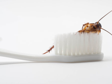 Cockroaches stick on the tip of a white toothbrush. Cockroaches are carriers of the disease.