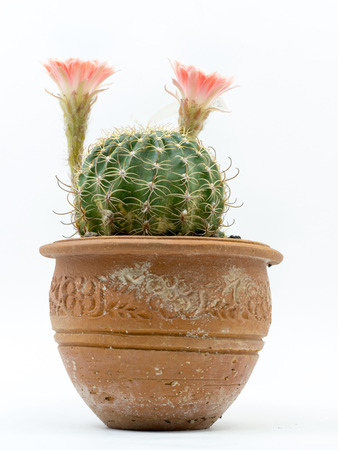 Close-up Cactus with pink flower in a pot. Isolated on a white background.の写真素材