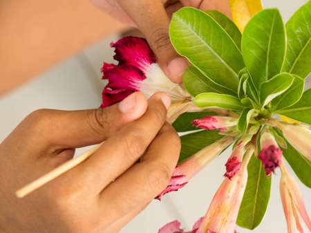 Farmer pollinate manually a red Impala Lily flower. for a seed of planting.の写真素材