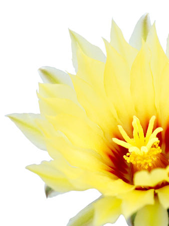 Cactus with yellow flower on a white background.の写真素材