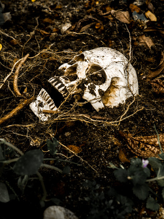 Beside of human skull buried in the soil with the roots of the tree on the side. The skull has dirt attached to the skull.concept of death and Halloweenの写真素材