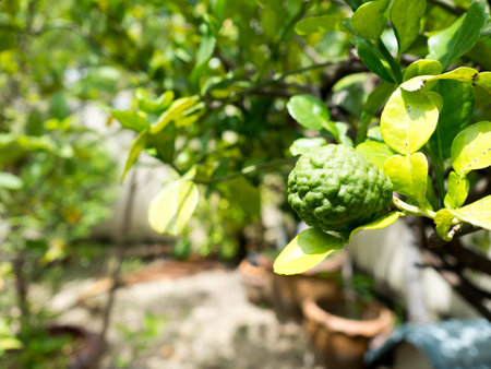 Closeup green bergamot or Kaffir lime on tree. and bergamot tree have a Leaf disease.