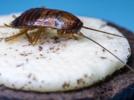 Close up Cockroaches are eating the white cream of the cookie, the blue background words. The...
