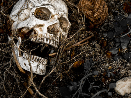In front of human skull buried in the soil with the roots of the tree on the side. The skull has dirt attached to the skull.concept of death and Halloweenの写真素材