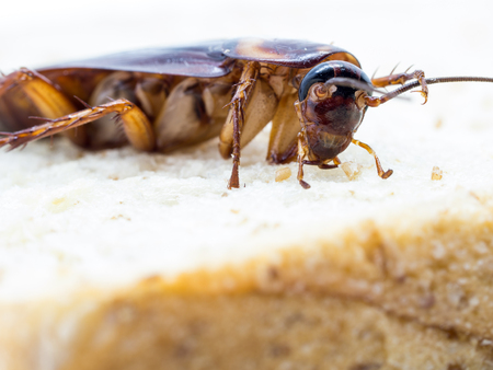 Closeup cockroach on the whole wheat bread. Cockroaches are carriers of the disease.の写真素材
