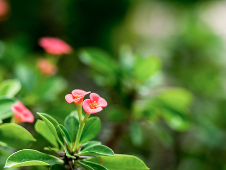 Closeup Pink flowers (Poi Sian flowers) blooming with green leaf.の写真素材