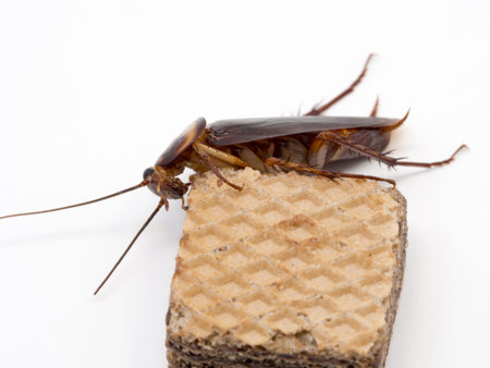 Closeup cockroach on the chocolate wafer. Cockroaches are carriers of the disease.