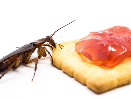 Close up cockroach on the whole wheat bread with jam. Cockroaches are carriers of the disease.