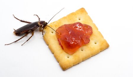 Close up cockroach on the Biscuit with red jam.Cockroach eating Biscuit on white background(Isolated background). Cockroaches are carriers of the disease.の写真素材