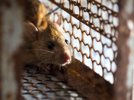 The rat was in a cage catching a rat. the rat has contagion the disease to humans such as Leptospirosis, Plague. Homes and dwellings should not have mice. The eyes of rat show fear.の写真素材