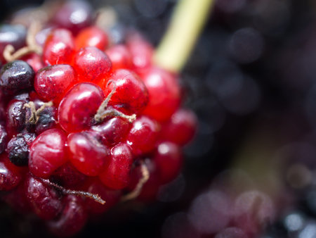 Clouse up of mulberries group with a leaves. Mulberry this a fruit and can be eaten.