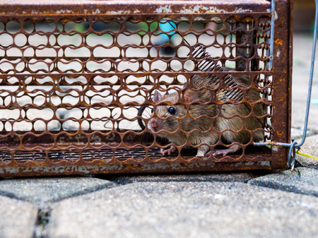 The rat was in a cage catching a rat the rat has contagion the disease to humans such as Leptospirosis, Plague. Homes and dwellings should not have mice. Pet control.Animal contagious diseases preventの写真素材