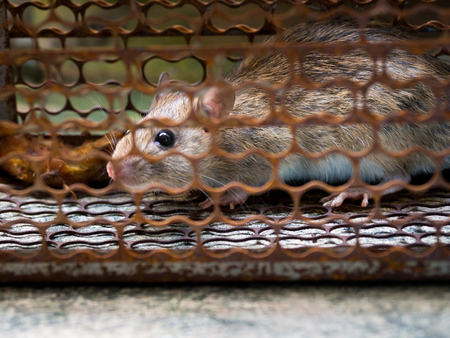 The rat was in a cage catching a rat the rat has contagion the disease to humans such as Leptospirosis, Plague. Homes and dwellings should not have mice. Pet control.Animal contagious diseases preventの写真素材