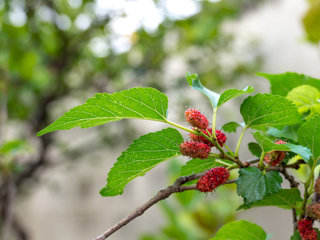 Mulberry fruit and green leaves on the tree. Mulberry this a fruit and can be eaten in have a red and purple color. Mulberry is delicious and sweet nature.の写真素材