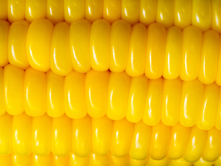 select focus of yellow corn. Nature for texture backgroundの写真素材