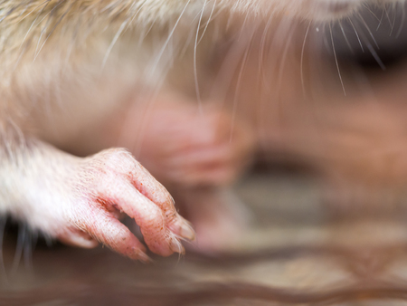 Select focus of the nail of the rat in the nick. Homes and dwellings should not have mice. Pest control.Animal contagious diseases preventの写真素材