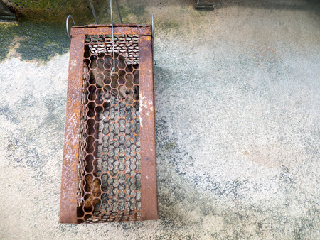 The rat was in a cage catching. Rat has contagion the disease to humans such as Leptospirosis, Plague. Homes and dwellings should not have mice. Pet control.Animal contagious diseases preventの写真素材