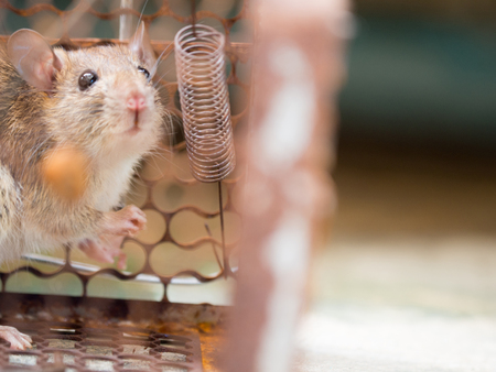 The rat was in a cage catching. The rat has contagion the disease to humans such as Leptospirosis, Plague. Homes and dwellings should not have mice. Pet control.Animal contagious diseases preventの写真素材