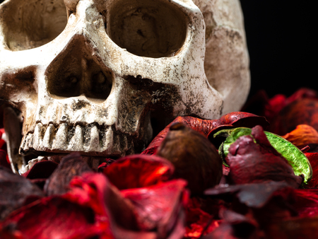In front of human skull placed on red dried flowers on the wooden background.concept of death and Halloweenの写真素材