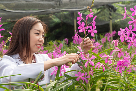 Researcher botanical research orchid wearing a white cap and cutting Orchid flower to research in the orchid gardenの写真素材